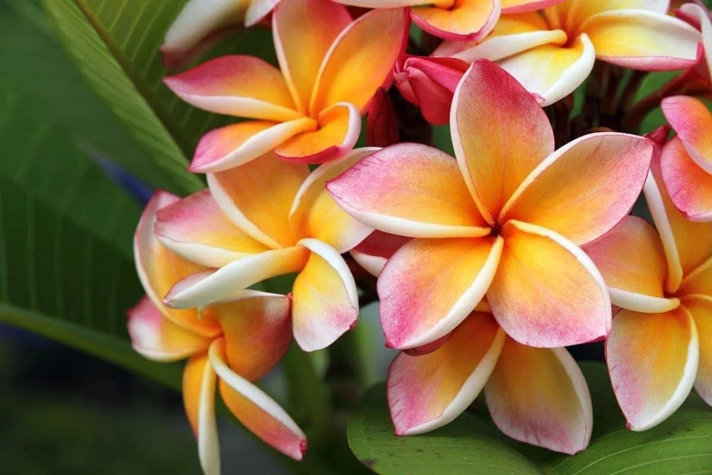 Hawaiian Plumeria