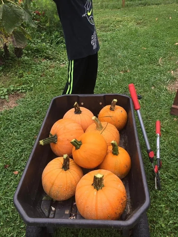 Pumpkin & Oatmeal (with pumpkin purée, ground oats, and maple syrup)